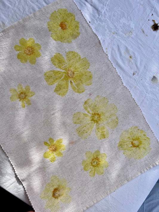 Dyeing with white cosmos flowers